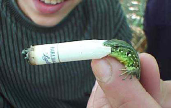 grenouille petite fumeuse-humourenvrac